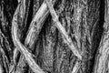 Beautiful intertwined tree roots background Royalty Free Stock Photo