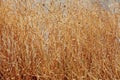 Beautiful interweaving of stems of dried plants