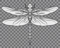 Beautiful Intricate Dragonfly Detail Illustration