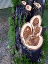 A beautiful intricate pattern on a tree stump
