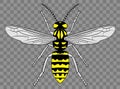 Beautiful Intricate Wasp Detail Illustration