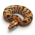 Stunning Orange and Black Python Snake, Coiled on White Background