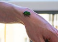 Beautiful green cockchafer on man`s hand. Maybug Royalty Free Stock Photo