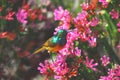 Africa- Harold Porter Park- A Beautiful Orange Breasted Sunbird Feeding on Flowers Royalty Free Stock Photo