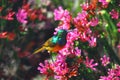 Africa- A Beautiful Orange Breasted Sunbird Feeding on Flowers