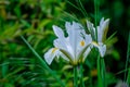 Beautiful iris in bloom Royalty Free Stock Photo