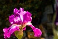 Beautiful iris with bright pink blooms isolated in a garden.