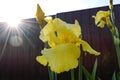 Beautiful iris bushes in the garden. Yellow flowers of iris close-up, with the rays of the setting sun. Spring summer flowers Royalty Free Stock Photo