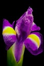 Beautiful Iris flower