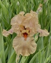 Beautiful iris flower