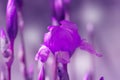 Beautiful iris flower background. Violet iris flower Royalty Free Stock Photo