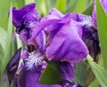 Beautiful iris flower closeup Royalty Free Stock Photo