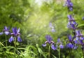 Beautiful iris flower Royalty Free Stock Photo