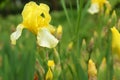 Beautiful iris flower with rain drops in garden, closeup Royalty Free Stock Photo