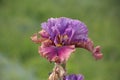 Beautiful Iris flower in a spring bloom, Paris Gardens Royalty Free Stock Photo