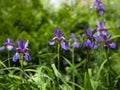 Beautiful iris flower Royalty Free Stock Photo