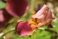 Beautiful iris flower in the summer garden on a synny day close-up. Retro style toned Royalty Free Stock Photo