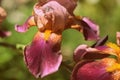 Beautiful iris flower in the summer garden on a synny day close-up. Retro style toned Royalty Free Stock Photo