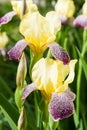 Beautiful iris flowers blooming