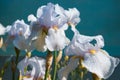 Beautiful iris flowers on blurry background after the rain in morning light