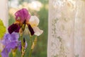 Beautiful iris flowers in the evening sunlight Royalty Free Stock Photo
