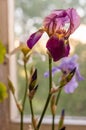 Beautiful iris flowers in the evening sunlight Royalty Free Stock Photo