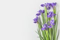 beautiful iris flowers with green leaves on grey Royalty Free Stock Photo