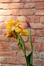Beautiful  Iris flowers in nature Royalty Free Stock Photo