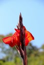 Beautiful Iris flowers in nature Royalty Free Stock Photo