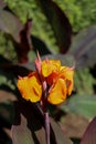 Beautiful Iris flowers in nature Royalty Free Stock Photo