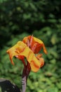 Beautiful Iris flowers in nature Royalty Free Stock Photo