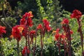 Beautiful Iris flowers in nature Royalty Free Stock Photo