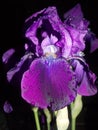 Beautiful iris after the rain. Royalty Free Stock Photo