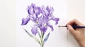 Beautiful Iris Watercolour Illustration With Yucca Tree