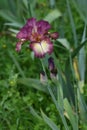 Beautiful irises in bloom in a garden