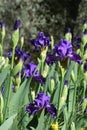 Spectacular purple iris in bloom in a garden Royalty Free Stock Photo