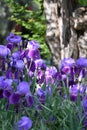 Spectacular purple iris in bloom in a garden Royalty Free Stock Photo