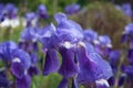Beautiful Irises flowers, blooming in the garden, in springtime. Blue seasonal, spring flowers
