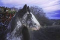 Beautiful irish cob stallion in dark sky nature