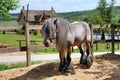 Beautiful Irish horse in an aviary on a ranch.