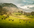 A beautiful irish mountain landscape in spring with sheep. Royalty Free Stock Photo