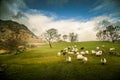 A beautiful irish mountain landscape in spring with sheep. Royalty Free Stock Photo