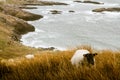 A beautiful irish mountain landscape in spring with sheep. Royalty Free Stock Photo