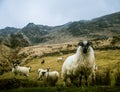 A beautiful irish mountain landscape in spring with sheep. Royalty Free Stock Photo