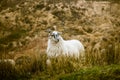 A beautiful irish mountain landscape in spring with sheep. Royalty Free Stock Photo