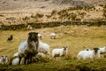 A beautiful irish mountain landscape in spring with sheep. Royalty Free Stock Photo