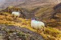 A beautiful irish mountain landscape in spring with sheep. Royalty Free Stock Photo