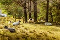 A beautiful irish mountain landscape in spring with sheep. Royalty Free Stock Photo