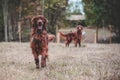 Beautiful Irish Setter dog playing on the field. Royalty Free Stock Photo