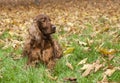 Beautiful Irish Setter Royalty Free Stock Photo